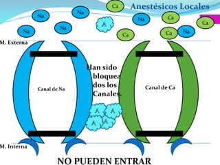 Anestésicos Locales
M. Externa
M. Interna
Canal de Na Canal de Ca
Na
Na
Na
Na Na
Ca
Ca
CaNa
Ca
Ca
Han sido
bloquea
dos los
Canales.
NO PUEDEN ENTRAR
 