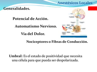 Anestésicos Locales
Generalidades.
Potencial de Acción.
Automatismo Nervioso.
Vía del Dolor.
Nociceptores o Fibras de Conducción.
Umbral: Es el estado de positividad que necesita
una célula para que pueda ser despolarizada.
 