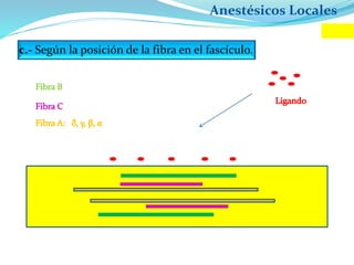 Anestésicos Locales
c.- Según la posición de la fibra en el fascículo.
 