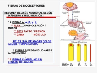 RESUMEN DE AXÓN NEURONAL SEGÚN
DIÁMETRO Y MIELINIZACIÓN :
* 1. FIBRAS A: α, β, γ , 𝛅
** ALFA PROPIOCEPCIÓN /
MOTOR
** BETA TACTO / PRESIÓN
** GAMA MÚSCULO
DELTA (A 𝛅): DELGADAS DOLOR
AGUDO / TEMPERATURA/ *
2. FIBRAS B PREGANGLIONARES
AUTONÓMICAS
* 3. FIBRAS C (AMIELÍNICAS)
LENTAS: DELGADAS
FIBRAS DE NOCICEPTORES
 