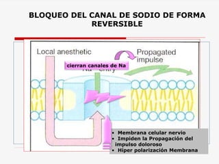 BLOQUEO DEL CANAL DE SODIO DE FORMA
REVERSIBLE
cierran canales de Na
• Membrana celular nervio
• Impiden la Propagación del
impulso doloroso
• Híper polarización Membrana
 