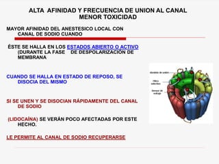 MAYOR AFINIDAD DEL ANESTESICO LOCAL CON
CANAL DE SODIO CUANDO
ÉSTE SE HALLA EN LOS ESTADOS ABIERTO O ACTIVO
(DURANTE LA FASE DE DESPOLARIZACIÓN DE
MEMBRANA
CUANDO SE HALLA EN ESTADO DE REPOSO, SE
DISOCIA DEL MISMO
SI SE UNEN Y SE DISOCIAN RÁPIDAMENTE DEL CANAL
DE SODIO
(LIDOCAÍNA) SE VERÁN POCO AFECTADAS POR ESTE
HECHO.
LE PERMITE AL CANAL DE SODIO RECUPERARSE
ALTA AFINIDAD Y FRECUENCIA DE UNION AL CANAL
MENOR TOXICIDAD
 