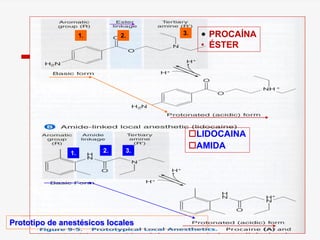 1. 2. 3.
1. 2. 3.
LIDOCAINA
AMIDA
• PROCAÍNA
• ÉSTER
Prototipo de anestésicos locales
 