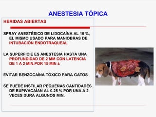 HERIDAS ABIERTAS
SPRAY ANESTÉSICO DE LIDOCAÍNA AL 10 %,
EL MISMO USADO PARA MANIOBRAS DE
INTUBACIÓN ENDOTRAQUEAL
LA SUPERFICIE ES ANESTESIA HASTA UNA
PROFUNDIDAD DE 2 MM CON LATENCIA
DE 1 A 2 MIN.POR 15 MIN ±
EVITAR BENZOCAÍNA TÓXICO PARA GATOS
SE PUEDE INSTILAR PEQUEÑAS CANTIDADES
DE BUPIVACAÍAN AL 0.25 % POR UNA A 2
VECES DURA ALGUNOS MIN.
ANESTESIA TÓPICA
 