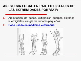 ANESTESIA LOCAL EN PARTES DISTALES DE
LAS EXTREMIDADES POR VÍA IV
 Amputación de dedos, extirpación cuerpos extraños
interdigitales, cirugía de tumores pequeños.
 Poco usado en medicina veterinaria.
 