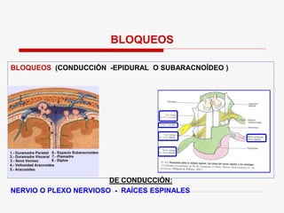 BLOQUEOS (CONDUCCIÓN -EPIDURAL O SUBARACNOÍDEO )
DE CONDUCCIÓN:
NERVIO O PLEXO NERVIOSO - RAÍCES ESPINALES
BLOQUEOS
 