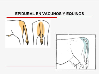 EPIDURAL EN VACUNOS Y EQUINOS
 