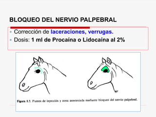 BLOQUEO DEL NERVIO PALPEBRAL
 Corrección de laceraciones, verrugas.
 Dosis: 1 ml de Procaína o Lidocaína al 2%
 