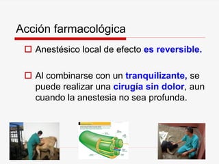 Acción farmacológica
 Anestésico local de efecto es reversible.
 Al combinarse con un tranquilizante, se
puede realizar una cirugía sin dolor, aun
cuando la anestesia no sea profunda.
 
