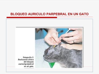 BLOQUEO AURICULO PARPEBRAL EN UN GATO
 