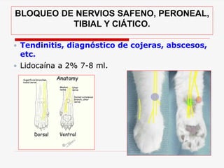 BLOQUEO DE NERVIOS SAFENO, PERONEAL,
TIBIAL Y CIÁTICO.
 Tendinitis, diagnóstico de cojeras, abscesos,
etc.
 Lidocaína a 2% 7-8 ml.
 