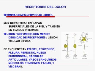 RECEPTORES DEL DOLOR
TERMINACIONES NERVIOSAS LIBRES.
MUY REPARTIDAS EN CAPAS
SUPERFICIALES DE LA PIEL Y TAMBIÉN
EN TEJIDOS INTERNOS.
TEJIDOS PROFUNDOS CON MENOR
DENSIDAD DE RECEPTORES / LESIÓN
TISULAR DIFUSA.
SE ENCUENTRAN EN PIEL, PERITONEO,
PLEURA, PERIOSTIO, HUESO
SUBCONDRAL, CÁPSULAS
ARTICULARES, VASOS SANGUÍNEOS,
MÚSCULOS, TENDONES, FACIAS, Y
VÍSCERAS.
 