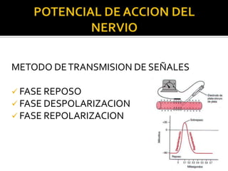 METODO DE TRANSMISION DE SEÑALES

 FASE REPOSO
 FASE DESPOLARIZACION
 FASE REPOLARIZACION
 
