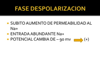    SUBITO AUMENTO DE PERMEABILIDAD AL
    Na+
   ENTRADA ABUNDANTE Na+
   POTENCIAL CAMBIA DE – 90 mv   (+)
 