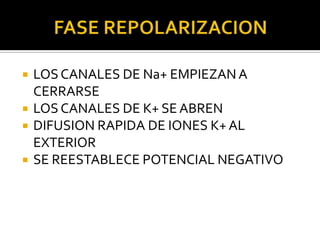    LOS CANALES DE Na+ EMPIEZAN A
    CERRARSE
   LOS CANALES DE K+ SE ABREN
   DIFUSION RAPIDA DE IONES K+ AL
    EXTERIOR
   SE REESTABLECE POTENCIAL NEGATIVO
 