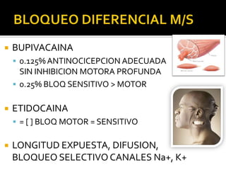    BUPIVACAINA
     0.125% ANTINOCICEPCION ADECUADA
      SIN INHIBICION MOTORA PROFUNDA
     0.25% BLOQ SENSITIVO > MOTOR


   ETIDOCAINA
     = [ ] BLOQ MOTOR = SENSITIVO


   LONGITUD EXPUESTA, DIFUSION,
    BLOQUEO SELECTIVO CANALES Na+, K+
 