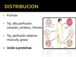    Pulmón

   Tej. alta perfusión:
    corazón, cerebro, riñones

   Tej. perfusión relativa:
    musculo, grasa

   Unión a proteínas
 