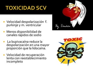    Velocidad despolarización f.
    purkinje y m. ventricular
   Menos disponibilidad de
    canales rápidos de sodio
   La bupivacaína reduce la
    despolarización en una mayor
    proporción que la lidocaína.
   Velocidad de recuperación
    lenta con reestablecimiento
    incompleto
 
