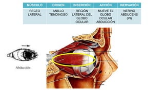 MÚSCULO ORIGEN INSERCIÓN ACCIÓN INERVACIÓN
RECTO
LATERAL
ANILLO
TENDINOSO
REGIÓN
LATERAL DEL
GLOBO
OCULAR
MUEVE EL
GLOBO
OCULAR
ABDUCCIÓN
NERVIO
ABDUCENS
(VI)
 