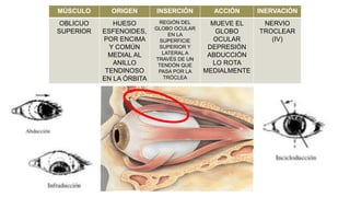 MÚSCULO ORIGEN INSERCIÓN ACCIÓN INERVACIÓN
OBLICUO
SUPERIOR
HUESO
ESFENOIDES,
POR ENCIMA
Y COMÚN
MEDIAL AL
ANILLO
TENDINOSO
EN LA ÓRBITA
REGIÓN DEL
GLOBO OCULAR
EN LA
SUPERFICIE
SUPERIOR Y
LATERAL A
TRAVÉS DE UN
TENDÓN QUE
PASA POR LA
TRÓCLEA
MUEVE EL
GLOBO
OCULAR
DEPRESIÓN
ABDUCCIÓN
LO ROTA
MEDIALMENTE
NERVIO
TROCLEAR
(IV)
 