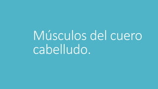Músculos del cuero
cabelludo.
 