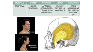 MÚSCULO ORIGEN INSERCIÓN ACCIÓN INERVACIÓN
TEMPORAL HUESO
TEMPORAL
APÓFISIS
CORONOIDES
Y RAMA DE LA
MANDÍBULA
ELEVA Y
RETRAE LA
MANDÍBULA
RAMO
MANDIBULAR
DEL NERVIO
TRIGÉMINO
(V)
 