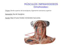 MÚSCULOS INFRAHIOIDEOS
Omohioideo:
Origen: Borde superior de la escápula y ligamento transverso superior
Inervación: Asa de hipogloso.
Acción: Baja el hueso hioides inclinándolo hacia atrás.
 