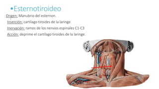 •Esternotiroideo
.Origen: Manubrio del esternon.
Inserción: cartílago tiroides de la laringe
Inervación: ramos de los nervios espinales C1-C3
Acción: deprime el cartílago tiroides de la laringe.
 