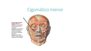 Cigomático menor
 