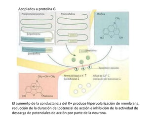 Acoplados a proteína G




El aumento de la conductancia del K+ produce hiperpolarización de membrana,
reducción de la duración del potencial de acción e inhibición de la actividad de
descarga de potenciales de acción por parte de la neurona.
 