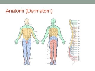 Anatomi (Dermatom)
 
