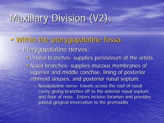 Maxillary Division (V2):
• Infraorbital canal branches:
  – Middle superior alveolar (MSA):
     • Provides innervation to...