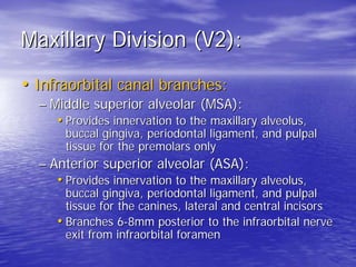 Mandibular division (V3):

• Branches of the undivided nerve:
  – Nervus spinosus- innervates mastoids and
    dura
  – Me...