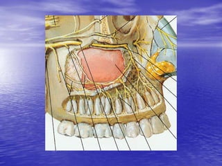 Mandibular division (V3):
• Branches of the anterior division:
  – Buccal nerve (long buccal and buccinator):
     • Conti...