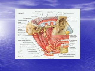 Mandibular division (V3):

• Branches of the posterior division:
  – Auriculotemporal: all sensory
     • Branches:
      ...