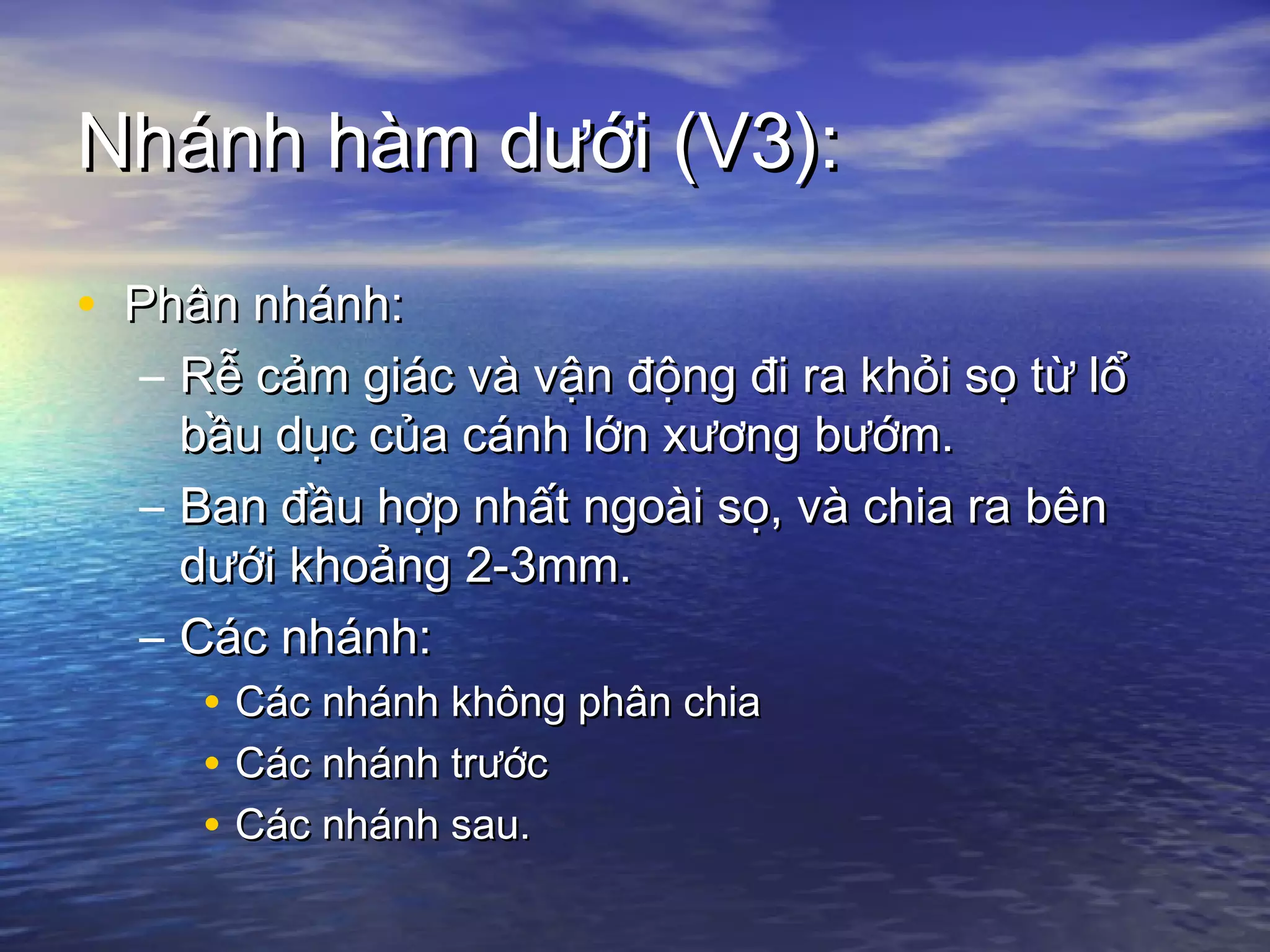 Nhánh hàm dưới (V3):Nhánh hàm dưới (V3):
• Phân nhánh:Phân nhánh:
– Rễ cảm giác và vận động đi ra khỏi sọ từ lổRễ cảm giác và vận động đi ra khỏi sọ từ lổ
bầu dục của cánh lớn xương bướm.bầu dục của cánh lớn xương bướm.
– Ban đầu hợp nhất ngoài sọ, và chia ra bênBan đầu hợp nhất ngoài sọ, và chia ra bên
dưới khoảng 2-3mm.dưới khoảng 2-3mm.
– Các nhánh:Các nhánh:
• Các nhánh không phân chiaCác nhánh không phân chia
• Các nhánh trướcCác nhánh trước
• Các nhánh sau.Các nhánh sau.
 