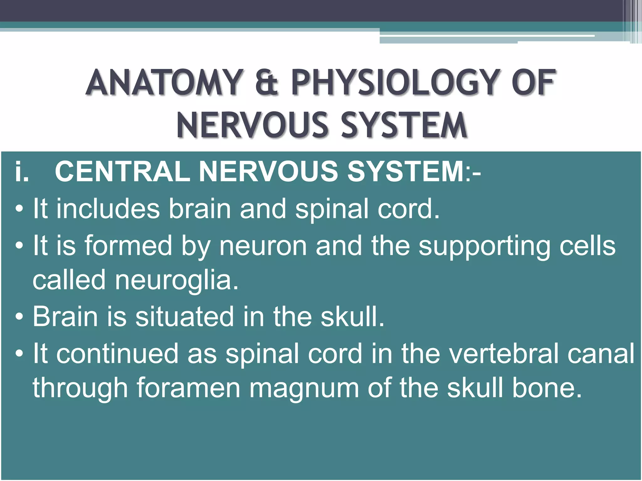 ANATOMY & PHYSIOLOGY OF 
NERVOUS SYSTEM 
i. CENTRAL NERVOUS SYSTEM:- 
• It includes brain and spinal cord. 
• It is formed by neuron and the supporting cells 
called neuroglia. 
• Brain is situated in the skull. 
• It continued as spinal cord in the vertebral canal 
through foramen magnum of the skull bone. 
 