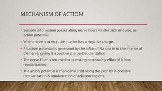 MECHANISM OF ACTION
• Sensory information passes along nerve fibers via electrical impulse, or
action potential.
• When nerve is at rest , the interior has a negative charge.
• An action potential is generated by the influx of Na ions in to the interior of
the nerve, giving it a positive charge-Depolarization
• The nerve fiber is returned to its resting potential by efflux of k ions-
repolarization.
• The action potential is then generated along the axon by successive
depolarization & repolarization of adjacent regions.
 