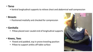 • Torso
• Ventral longitudinal supports to relieve chest and abdominal wall compression
• Breasts
• Positioned medially and checked for compression
• Genitalia
• Pillow placed over caudal end of longitudinal supports
• Knees, Toes
• Flexed and padded, esp in prone kneeling position
• Pillow to support ankles off table surface
 