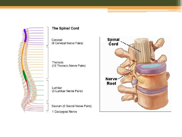 Anesthesia for spinal cord injury and scoliosis030