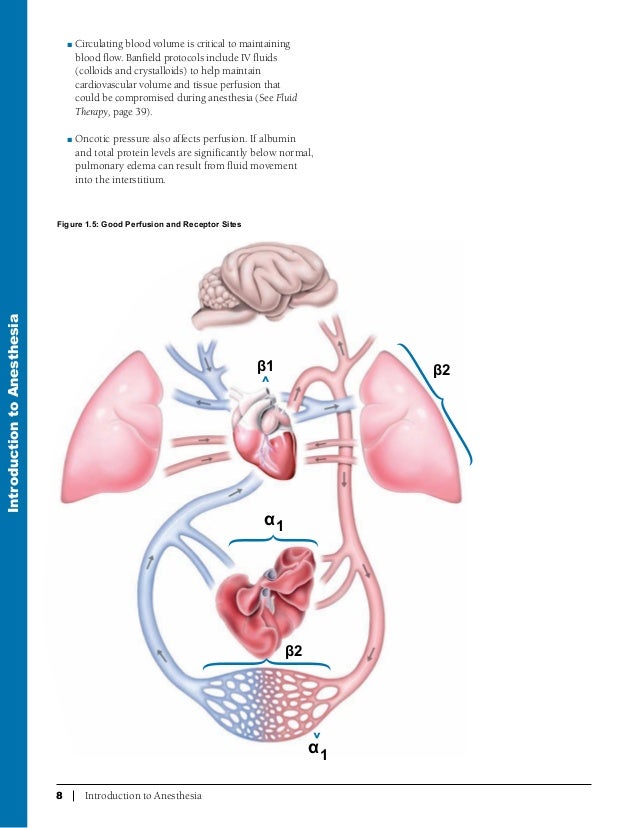 Anesthesia For The Pet Practitioner Banfield 2011 Edition