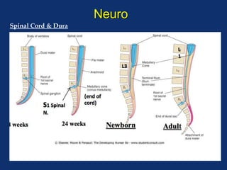 Neuro
Spinal Cord & Dura
 