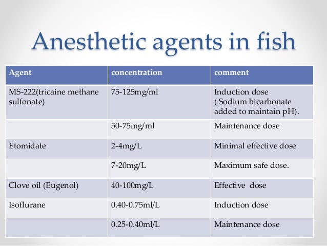 Ms 222 Fish Anesthesia | Syncaine (FormerlyTricaine-S and MS 222) – HBPB