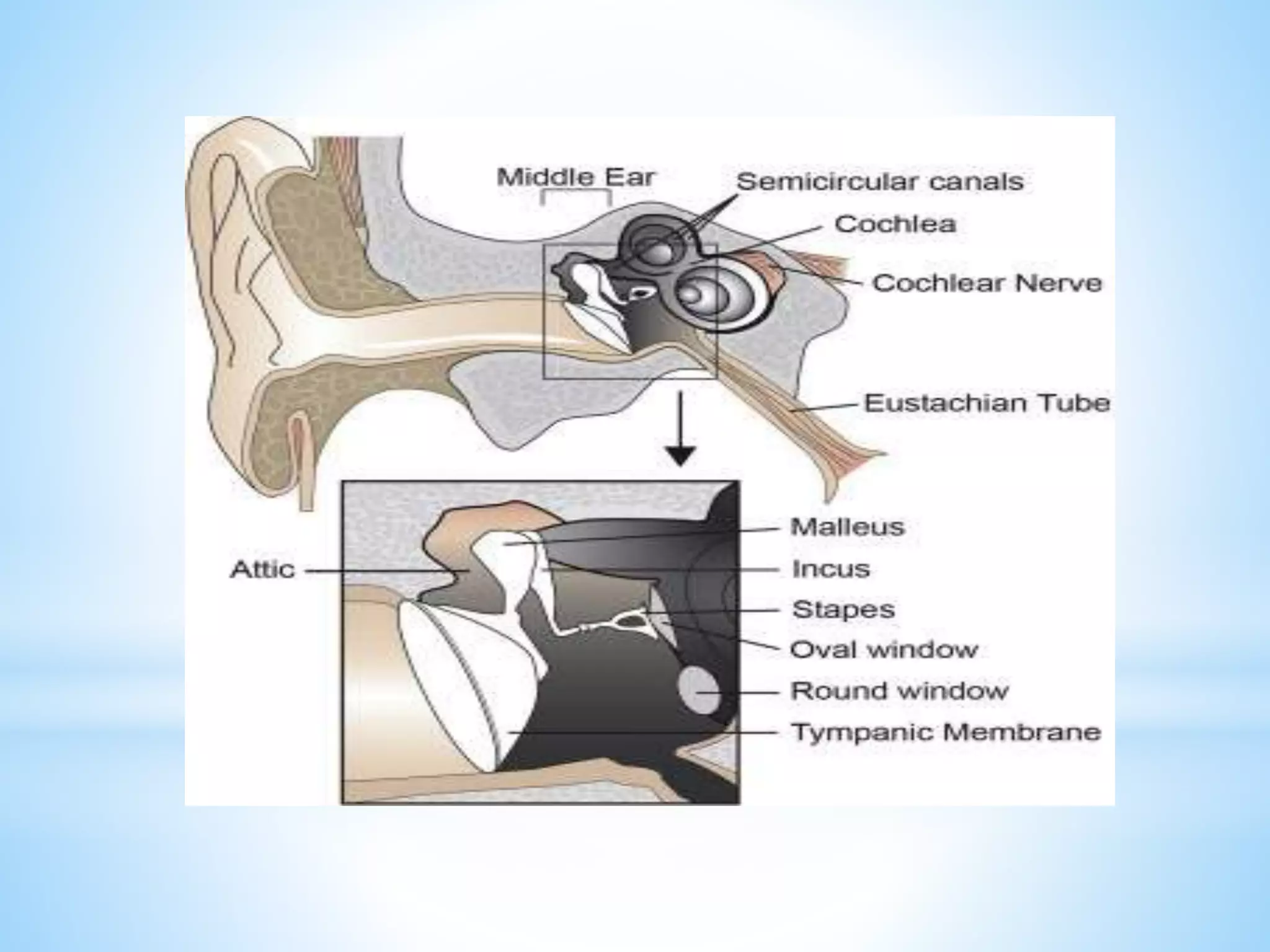 Anesthesia in ent | PPTX