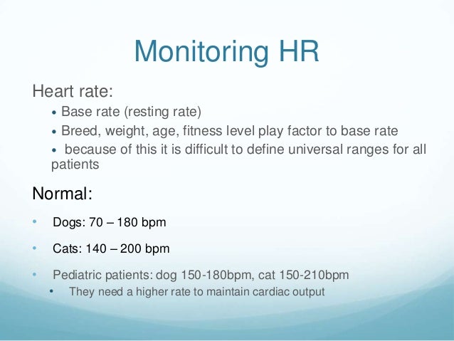 normal rate for dogs normal pulse rate for cats and dogs cats normal rate for dogs normal pulse rate for cats and dogs cats