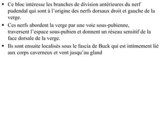  Ce bloc intéresse les branches de division antérieures du nerf
pudendal qui sont à l’origine des nerfs dorsaux droit et gauche de la
verge.
 Ces nerfs abordent la verge par une voie sous-pubienne,
traversent l’espace sous-pubien et donnent un réseau sensitif de la
face dorsale de la verge.
 Ils sont ensuite localisés sous le fascia de Buck qui est intimement lié
aux corps caverneux et vont jusqu’au gland
 