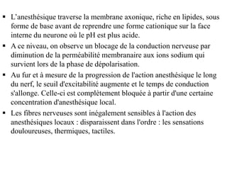  L’anesthésique traverse la membrane axonique, riche en lipides, sous
forme de base avant de reprendre une forme cationique sur la face
interne du neurone où le pH est plus acide.
 A ce niveau, on observe un blocage de la conduction nerveuse par
diminution de la perméabilité membranaire aux ions sodium qui
survient lors de la phase de dépolarisation.
 Au fur et à mesure de la progression de l'action anesthésique le long
du nerf, le seuil d'excitabilité augmente et le temps de conduction
s'allonge. Celle-ci est complètement bloquée à partir d'une certaine
concentration d'anesthésique local.
 Les fibres nerveuses sont inégalement sensibles à l'action des
anesthésiques locaux : disparaissent dans l'ordre : les sensations
douloureuses, thermiques, tactiles.
 
