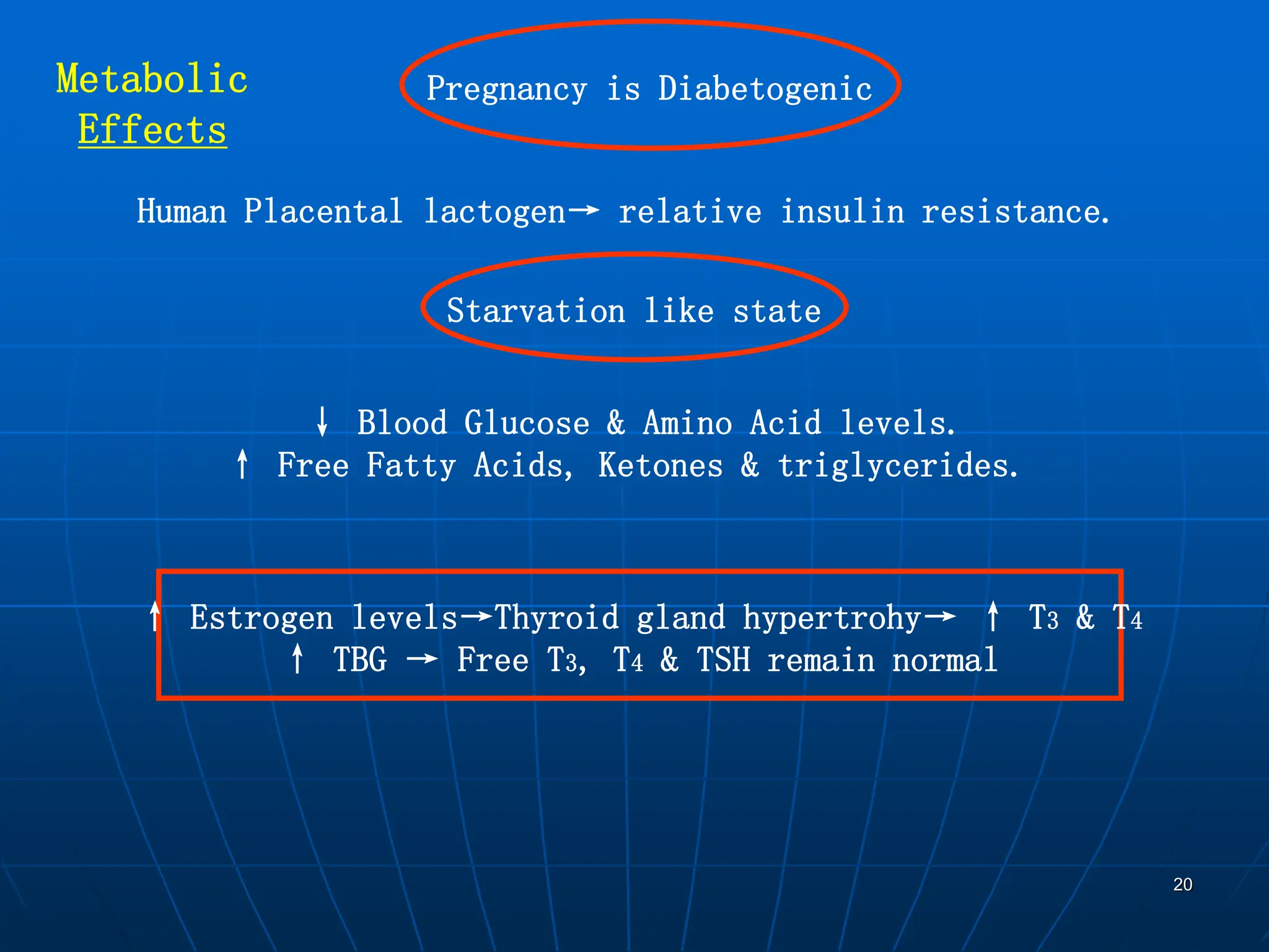 20
Metabolic
Effects
Pregnancy is Diabetogenic
Human Placental lactogen→ relative insulin resistance.
Starvation like state
↓ Blood Glucose & Amino Acid levels.
↑ Free Fatty Acids, Ketones & triglycerides.
↑ Estrogen levels→Thyroid gland hypertrohy→ ↑ T3 & T4
↑ TBG → Free T3, T4 & TSH remain normal
 