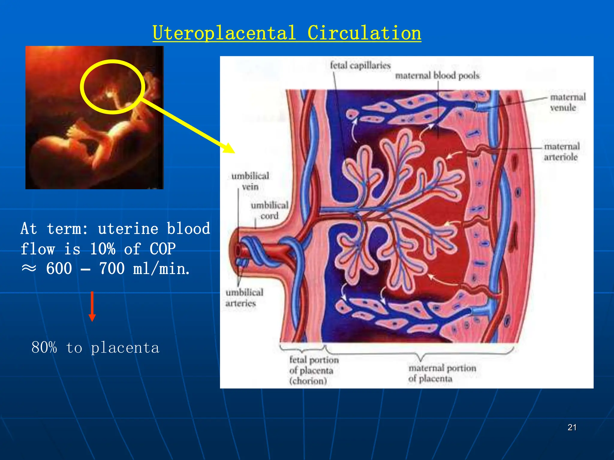 21
Uteroplacental Circulation
At term: uterine blood
flow is 10% of COP
≈ 600 – 700 ml/min.
80% to placenta
 
