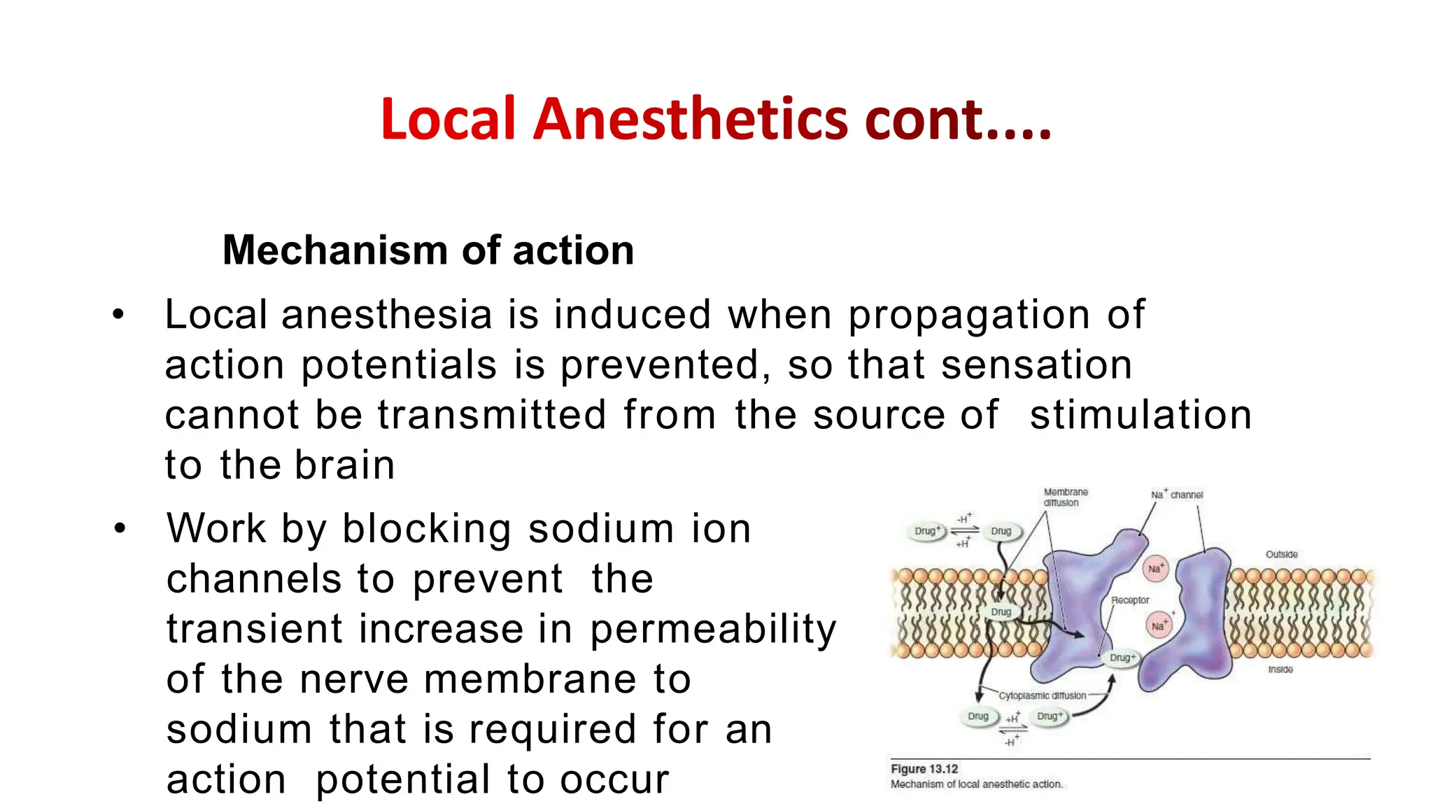 • Local anesthesia is induced when propagation of
action potentials is prevented, so that sensation
cannot be transmitted from the source of stimulation
to the brain
Mechanism of action
• Work by blocking sodium ion
channels to prevent the
transient increase in permeability
of the nerve membrane to
sodium that is required for an
action potential to occur
 